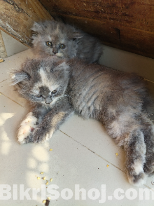 পারসিয়ান বিড়াল